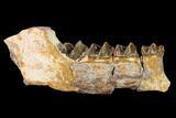 Fossil Running Rhino (Hyracodon) Jaw Section - South Dakota #146345-1